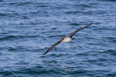 Bir büyük Shearwater seabird, Ardenna gravis, eskiden, yelkovan kuşu g