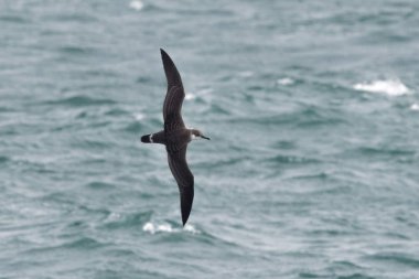 Bir büyük Shearwater seabird okyanus üzerinde uçuş.
