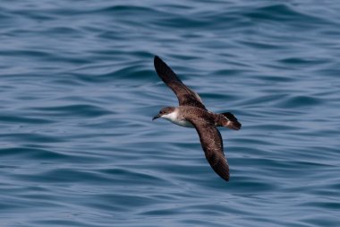 Bir büyük Shearwater seabird Atlantik Okyanusu üzerinden uçuş.