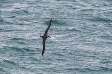 Bir büyük Shearwater seabird okyanus üzerinde uçuş.