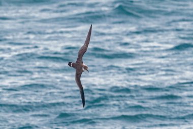 Bir büyük Shearwater seabird okyanus üzerinde uçuş.