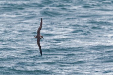Bir büyük Shearwater seabird okyanus üzerinde uçuş.