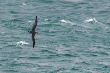 Bir büyük Shearwater seabird okyanus üzerinde uçuş.
