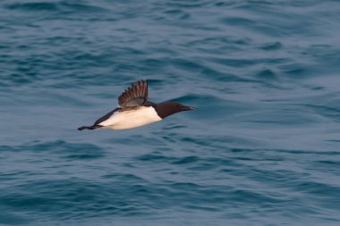 Uçan bir ortak Guillemot veya ortak Murre, Uria aalge, seabird