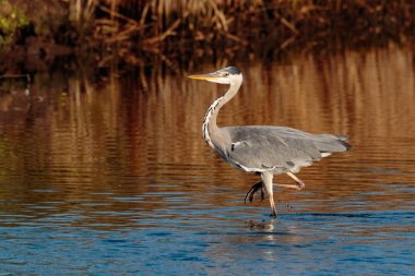 Bir gri gölet ve göllerde ve balık, bir sa için avcılık Heron, Ardea cinerea,