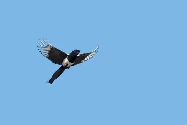 Euraziatische Magpie of ekster, Pica pica, tijdens de vlucht. — Stockfoto