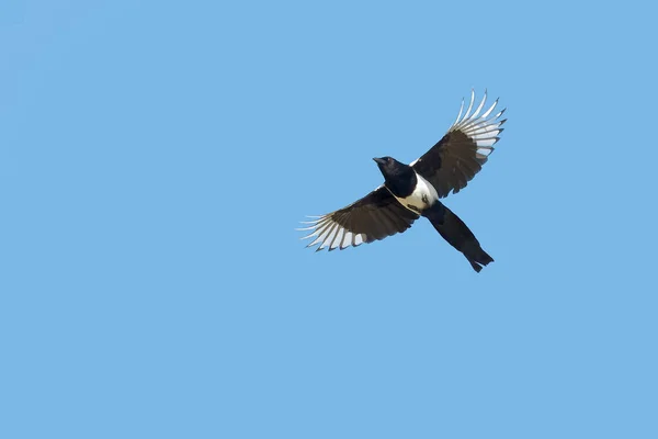 Urraca Eurasiática o Urraca, Pica pica, en vuelo . — Foto de Stock