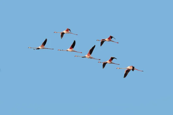 Um bando de Flamingos Maiores em voo contra o céu azul . — Fotografia de Stock