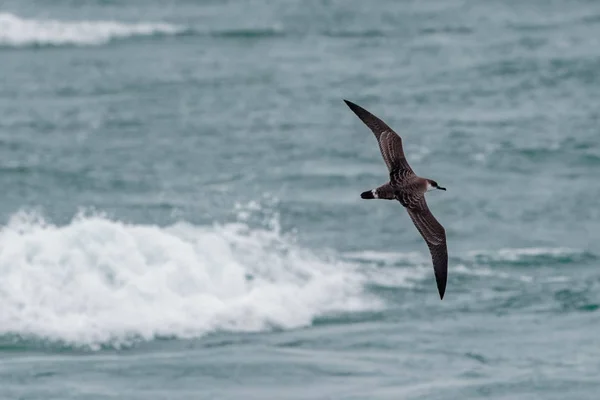 Velký Shearwater ptáka Ardenna gravis. Velká Británie. — Stock fotografie