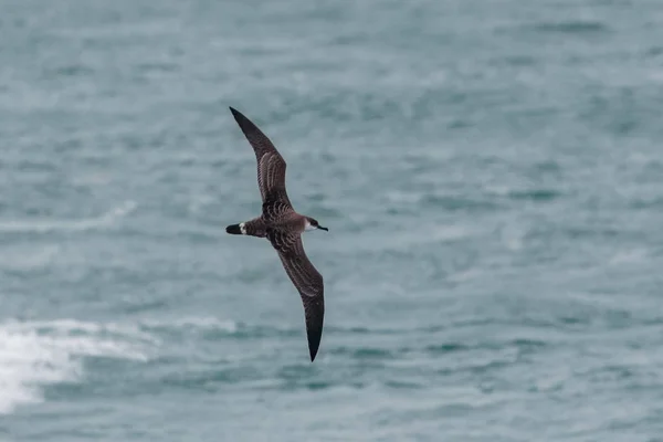 Velký Shearwater ptáka Ardenna gravis. Velká Británie. — Stock fotografie