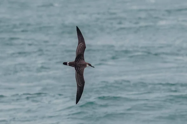 Burzyk wielki seabird, Ardenna gravis. Wielka Brytania. — Zdjęcie stockowe