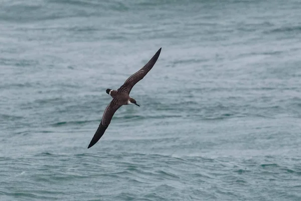 Uma grande ave marinha Shearwater em voo baixo sobre o oceano . — Fotografia de Stock