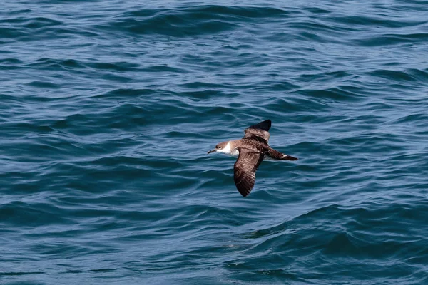 Uma grande ave marinha Shearwater em voo sobre o oceano Atlântico . — Fotografia de Stock