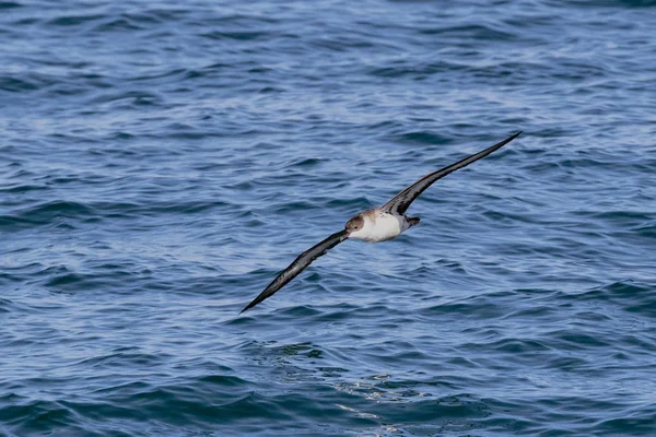 A Great Shearwater seabird, Ardenna gravis, formerly, Puffinus g — Stock Photo, Image