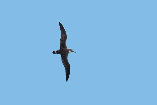 青い背景に飛行の素晴らしいシェアーウォーター海鳥. — ストック写真