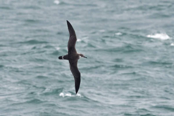 Een grote pijlstormvogel zeevogel in vlucht over de Oceaan. — Stockfoto