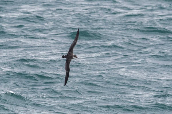 Una gran ave marina de Shearwater en vuelo sobre el océano . —  Fotos de Stock