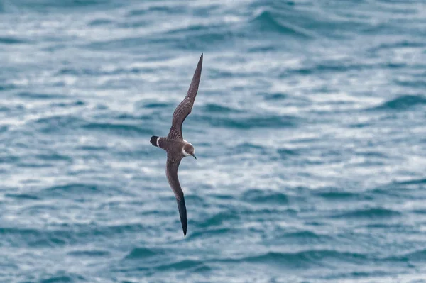 Burzyk wielki ptaków w locie nad oceanem. — Zdjęcie stockowe