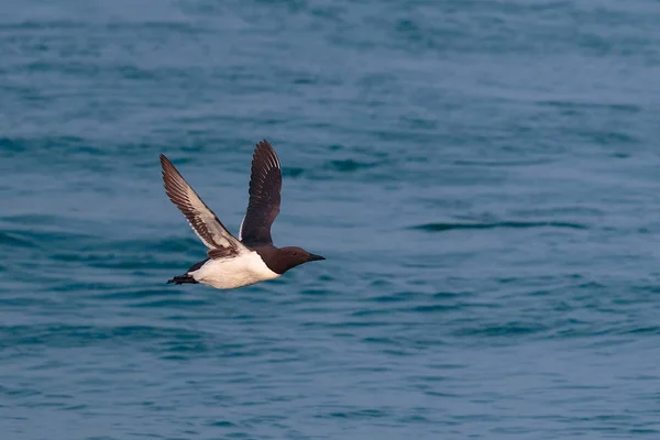 Un Guillemot Común, o Murre Común, Uria aalge, aves marinas volando —  Fotos de Stock