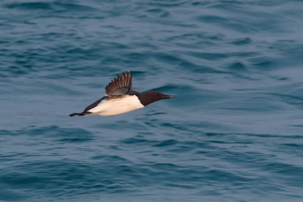 En gemensam Guillemot eller gemensamma Murre, Uria aalge, havsfågel som flyger — Stockfoto