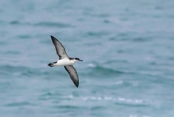 Manský Shearwater, Mořský pták, Puffinus puffinus létání; stoupající ov — Stock fotografie