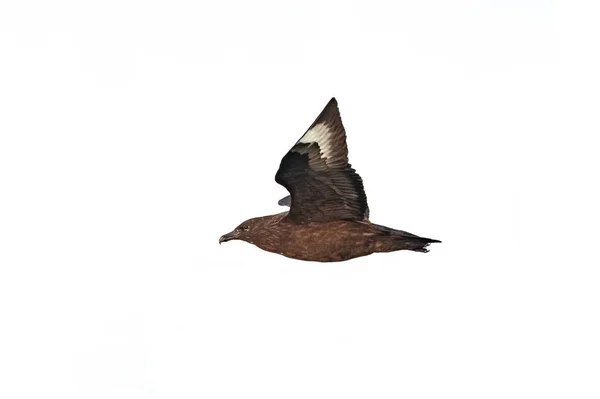 Дорослий, великий Skua або Bonxie, Stercorarius skua, морських птахів в fl — стокове фото