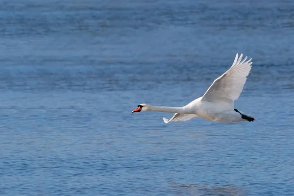 Un Cygne Muet adulte, Cygnus olor, volant bas au-dessus de l'eau bleue . — Photo