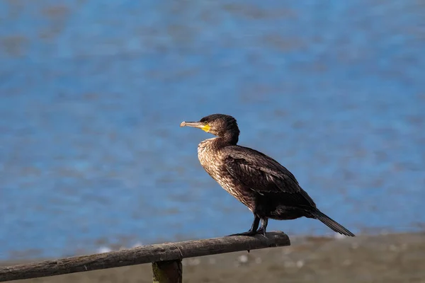 Shag, wspólne Shag lub Europejskiego Shag, Phalacrocorax arstotelis, — Zdjęcie stockowe