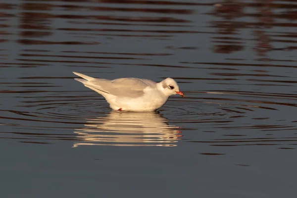 Mewa czarnogłowa, Mewa, Ichthyaetus melanocephalus, upierzenie zimowe — Zdjęcie stockowe