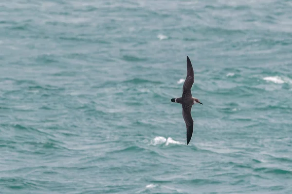 一个伟大的剃海鸟在海上飞行. 图库图片
