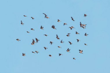 Linnets bir sürü uçuş temiz, mavi, gökyüzü. 