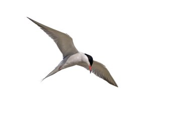 Bir yetişkin, yaz kuş tüyü, bayağı sumru, Sterna hirundo, seabird, 