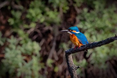 Kingfisher, ortak Kingfisher, Avrasya Kingfisher veya nehir Ki