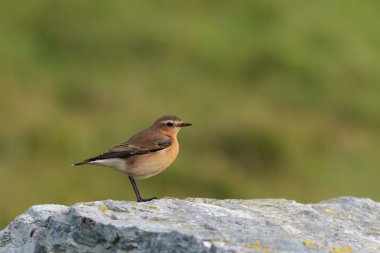 Bir kadın Kuzey kuyrukkakan veya kuyrukkakan, Oenanthe oenanthe, levrek