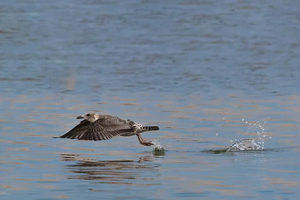 Młodzieńcze Małopolskie Czarne Backed Gull Larus Fuscus Graellsii Mewa Niedojrzałe — Zdjęcie stockowe