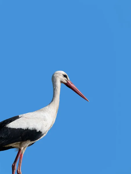 Une cigogne blanche adulte, Ciconia ciconia, perchée. Voir le gros plan aga — Photo