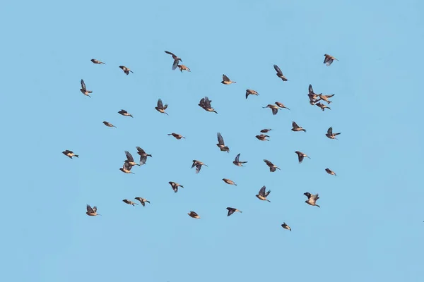 Um bando de Linnets em voo contra céu claro, azul . — Fotografia de Stock