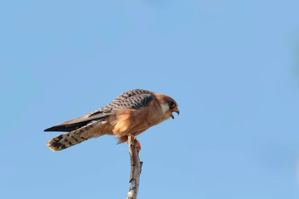 Ein rotfüßiger Falke, falco vespertinus, der auf einem Baum thront. weiblich — Stockfoto
