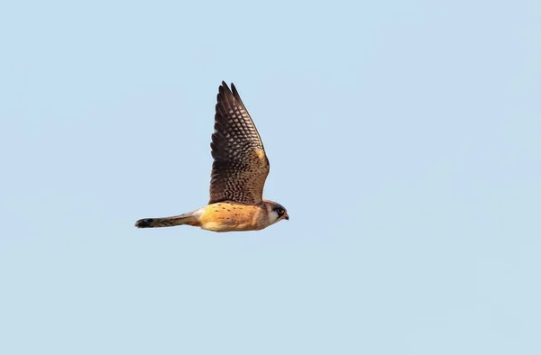 Um Falcão de pés vermelhos, Falco Vespertinus, em voo contra o claro , — Fotografia de Stock