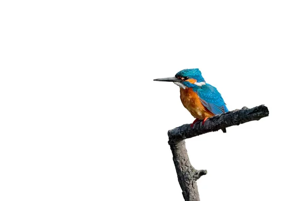 A Kingfisher, Common Kingfisher, Eurasian Kingfisher or River Ki — Stock Photo, Image