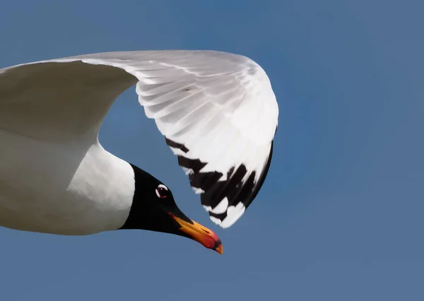 A Pallas's, or Great Black-headed Gull, Ichthyaetus ichthyaetus, — Stock Photo, Image