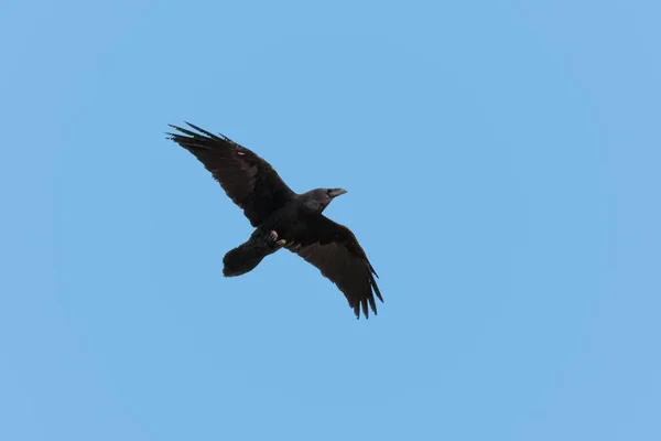 Ein Rabe, Gemeiner Rabe oder Nördlicher Rabe, Corvus corax, erwachsener Rabe — Stockfoto