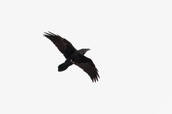 Un corvo, corvo comune, o corvo del nord, corvo corace, bi adulto — Foto Stock