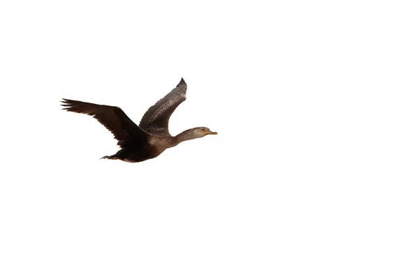 Een onvolwassen, Shag, Europese Shag of gemeenschappelijke Shag, Phalacrocorax een — Stockfoto