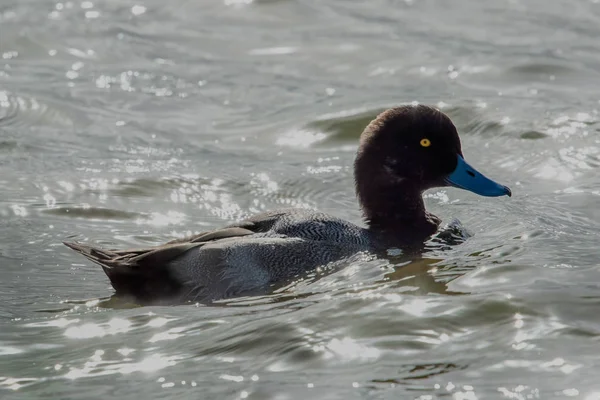 Um Scaup drake ou Greater Scaup, Aythya marila, pato marinho, nadador — Fotografia de Stock