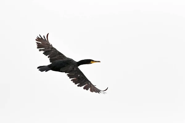 Una scopata, una scopata europea o una scopata comune, Phalacrocorax aristotelis , — Foto Stock