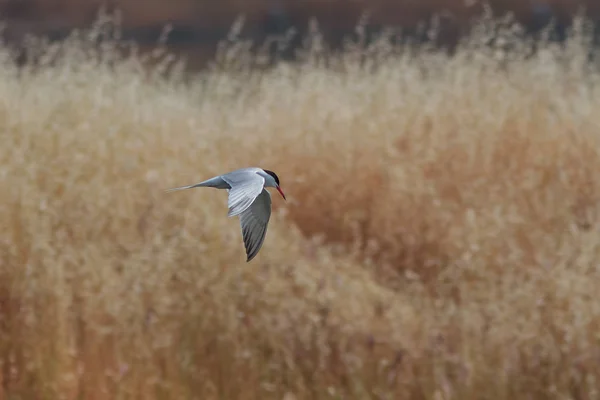 A küszvágó csér repül át a reedbed, a mocsaras lápot, Lesvos, Görögország, — Stock Fotó