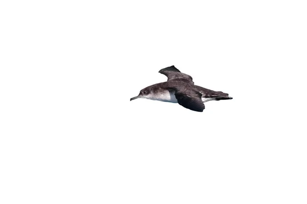 一个马恩岛的剃, 海鸟在海面上低空飞行。开关. — 图库照片