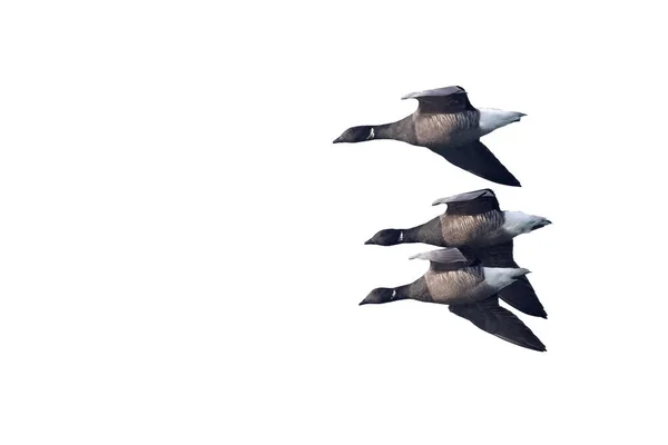 Drie Dark-bellied Brent ganzen of Dark-bellied Brant. Knipsel. — Stockfoto