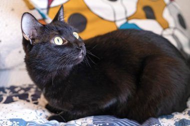 Sarı gözlü güzel siyah kedi..